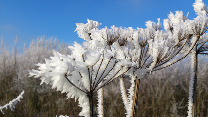 FROZEN FLOWER 