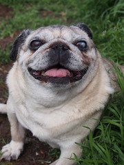 Il fantastico sorriso della mia vecchietta Cleopatra  © AndreaSebastiano