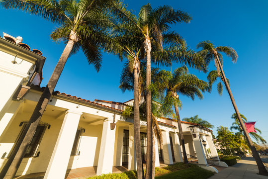 Palm trees under a clear sky in Santa Barbara