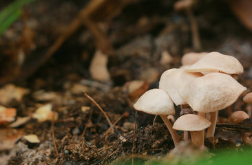 Forest mushrooms in the grass. Gathering mushrooms. Mushroom photo, forest photo, forest mushroom, forest mushroom photo
