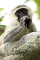 Vervet Monkey - Uganda, Africa