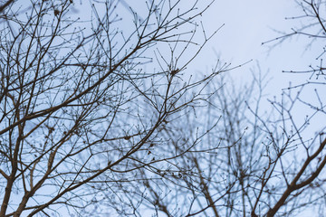 Tree branch silhouette over blue sky. Color toned image.