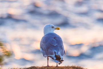 Möwe Quiberon in der Bretagne