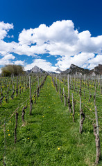 Fototapeta na wymiar great view of vineyards in the spring under a blue sky with white clouds and snowy peaks behind