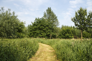 Walkway in a forest meadow, 2017