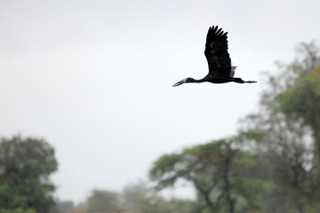 Open Billed Stork - Lake Opeta - Uganda, Africa