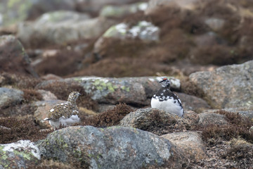 Ptarmigan, Lagopus muta, close up pose during a sunny spring day in the cairngorms national park, scotland