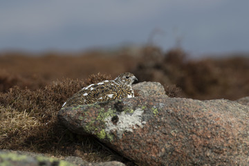Ptarmigan, Lagopus muta, close up pose during a sunny spring day in the cairngorms national park, scotland