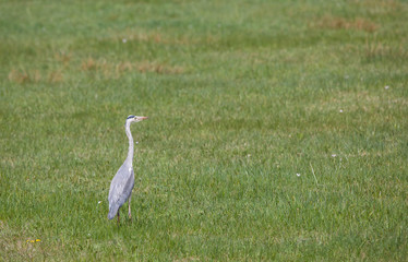 Graureiher in der Wiese