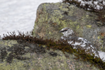 Ptarmigan, Lagopus muta, close up pose during a sunny spring day in the cairngorms national park, scotland
