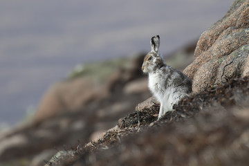 mountain hare, lepus timidus, posing and sitting on a sunny day on a slope in the cairngorms national park, scotland in april.