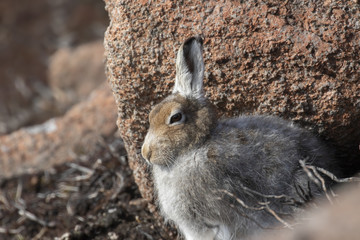 mountain hare, lepus timidus, posing and sitting on a sunny day on a slope in the cairngorms...
