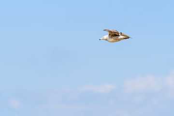 Sea Gull flying lake Michigan in Gary Indiana