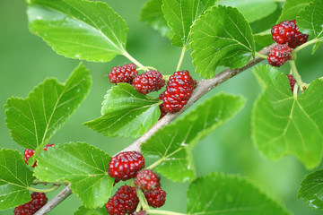 close up on fresh mulberry on the tree branch