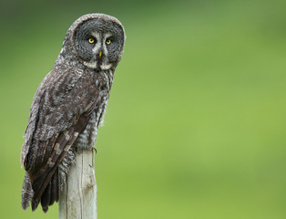 Great Grey Owl