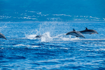 Striped dolphins in the Azores travelling fast 