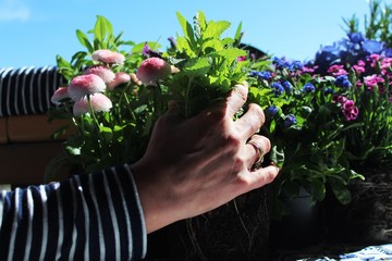 Frühling ist Pflanzzeit: Den Balkon mit Blumen und Kräutern bepflanzen, Allgäu, Bayern