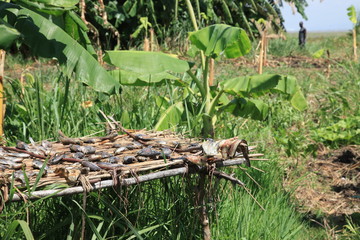 Floating Fishing Village - Uganda, Africa