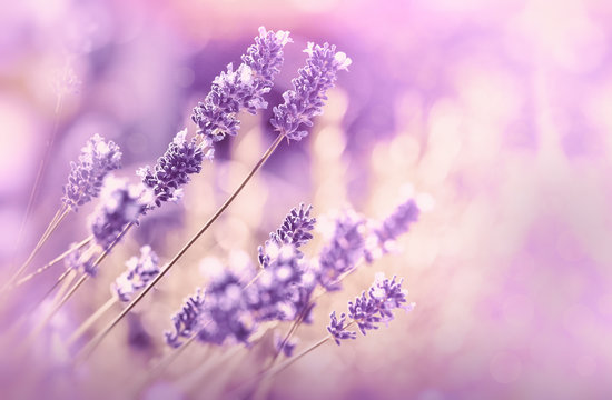 Fototapeta Soft focus on lavender flower, beautiful lavender in flower garden