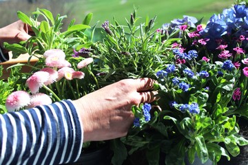 Frühling ist Pflanzzeit: Den Balkon mit Blumen und Kräutern bepflanzen, Allgäu, Bayern