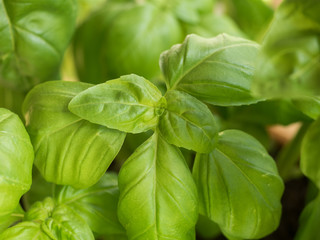 Frischer Basilkum im Topf