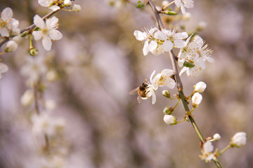 bee sucking nectar from a plum tree flower