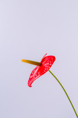 Red flower on a bright colored background.