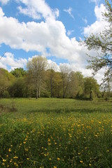 Paysage campagne champs avec boutons d'or fleurs jaunes et forêt temps ensoleillé et nuages blancs