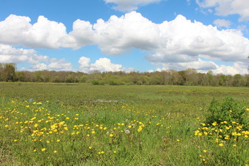 Paysage campagne ensoleillée prairie verte avec fleurs jaunes ciel bleu et nuages