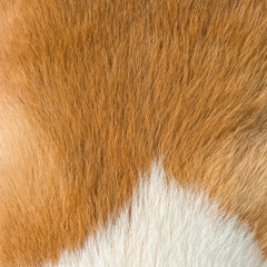 Dog fur texture