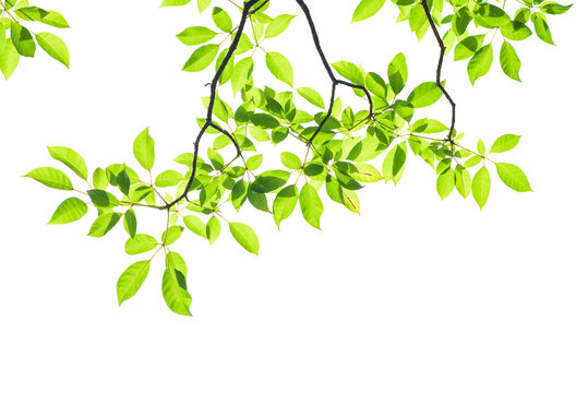 Green leaf isolated on white background