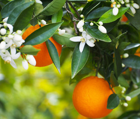 Valencian orange and orange blossoms. Spain.Spring
