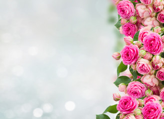 border of fresh pink roses close up