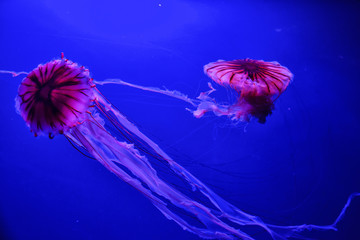 Valencia, Spain; 11.03.2017; Dance of red jellyfish