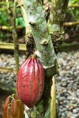 A ripe cocoa pods hanging on the tree