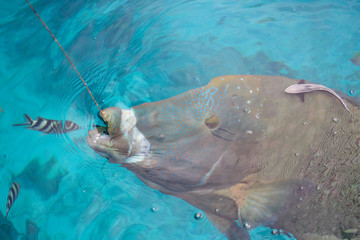 head of napoleon fish eating food attached to a rope