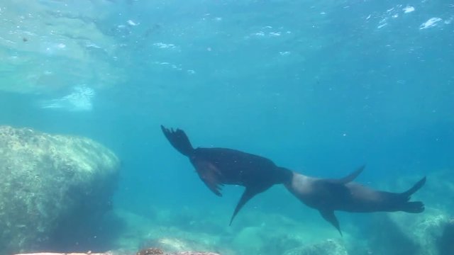 Californian sea lion (Zalophus californianus) swimming and playing in the reefs of los islotes in Espiritu Santo island at La paz,The world's aquarium. Baja California Sur,Mexico.