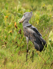 Shoebill in the Wild - Uganda, Africa