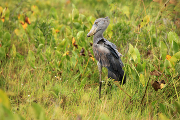 Shoebill in the Wild - Uganda, Africa