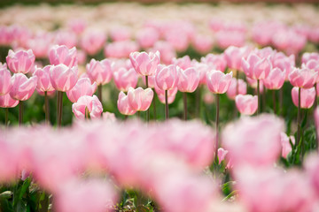 チューリップ畑