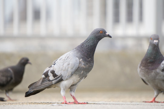 鳩の群れ