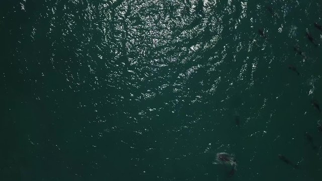 dophins, aerial view