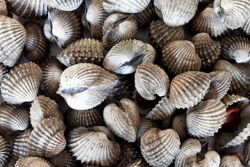 Top view of many cockle prepare for eating