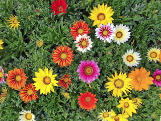 Fiore, Gazania 