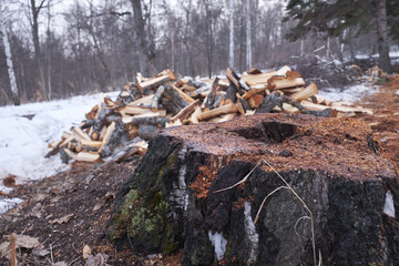 The lumberjacks cut down a tree in the spring
