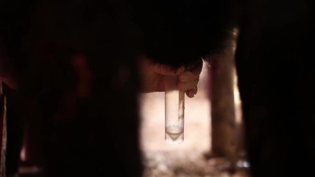 Yearling bull being semen tested at a ranch on Wednesday March 7, 2018 near Water Valley, Alta. Britton Ledingham/iEvolve Photo Inc.