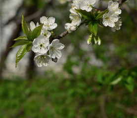 Flowering cherry branch. close-up of fresh tender white flowers. Spring background.