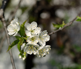 Flowering cherry branch. close-up of fresh tender white flowers on bokeh background.