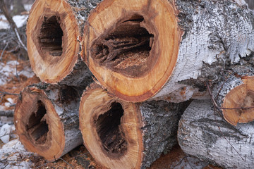 stack of birch with a hole