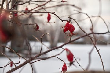 Rose hip fruits in spring
